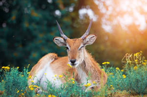 Antilope by Arkus83 Antilope by Arkus83