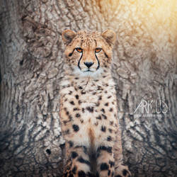 Guepard