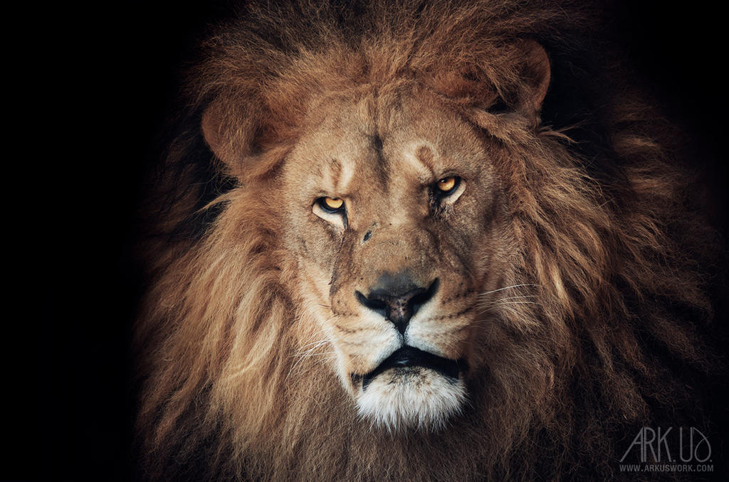 Lion by Arkus83 Lion by Arkus83