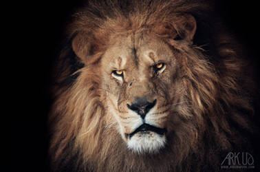 Lion by Arkus83