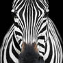 Zebra fun