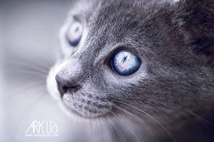 Rio