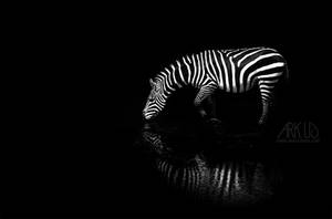 Zebre