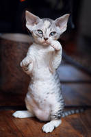 Devon Rex