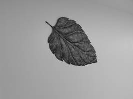 Leaf on the wall