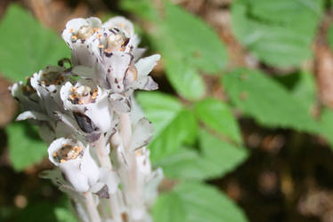 Indian Pipe