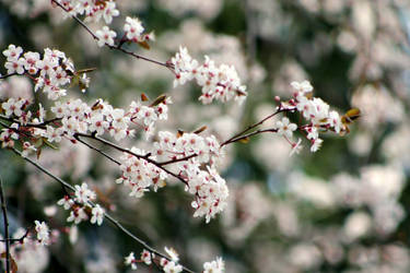 Cherry Blossom Spring of 2012