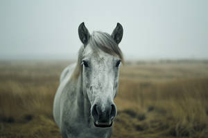 A horse standing alone in a vast empty