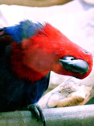 Hello Parrot