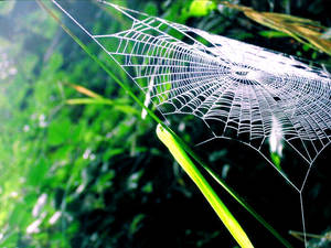 spider's web