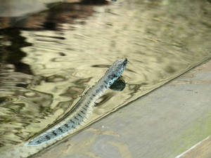 Swimming Snake