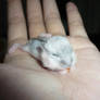 Baby hamster