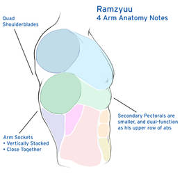 4-Arm Anatomy / Muscle Diagram Reference