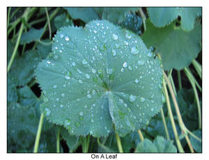 On A Leaf