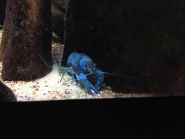 Blue lobster