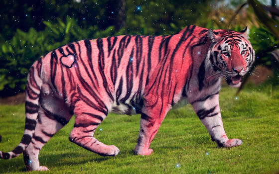 Pink Tiger