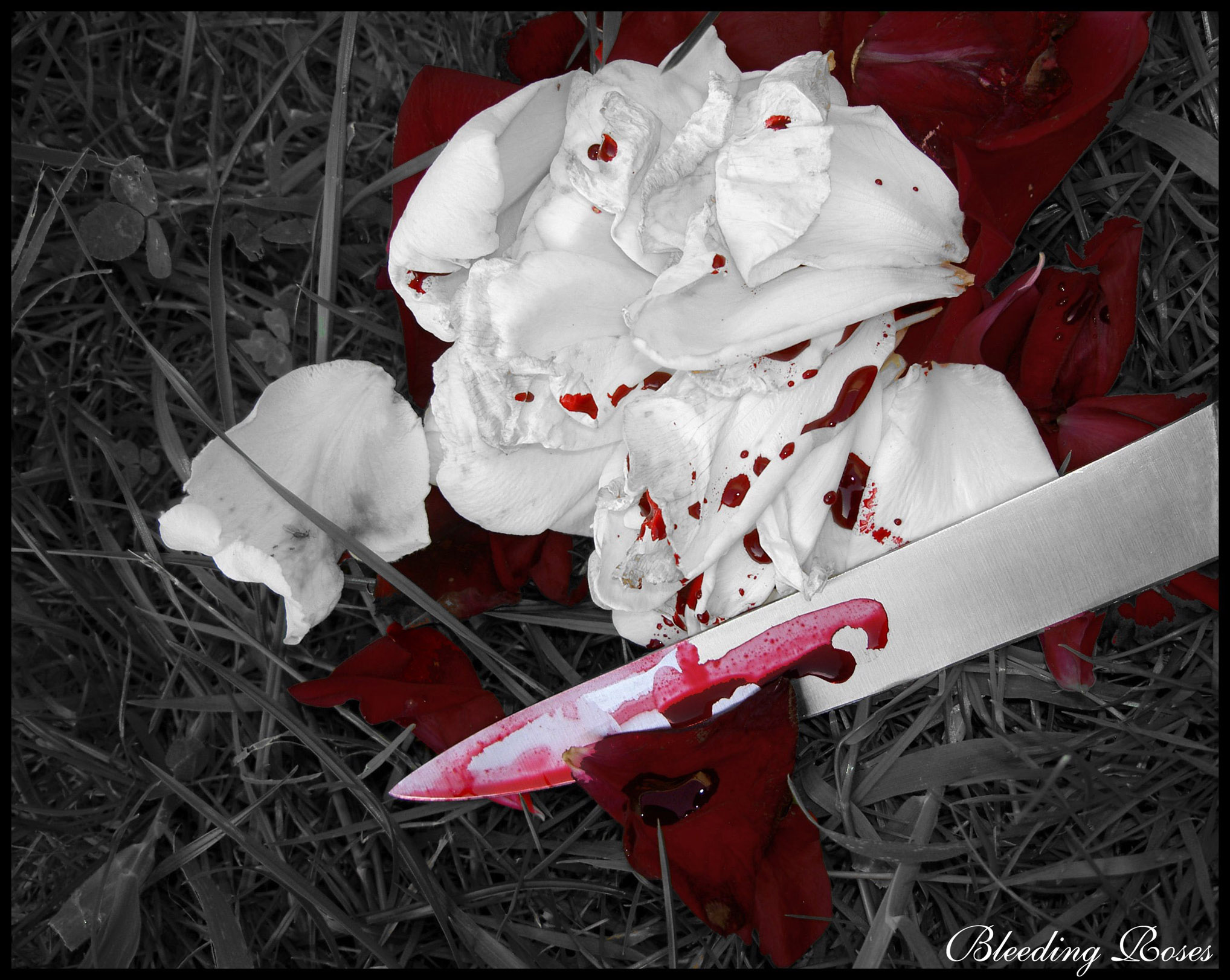 Bleeding Roses