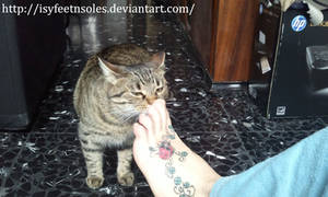 my cat sniffs my toes LOOOL
