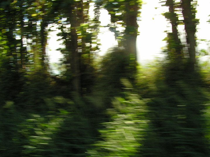 Running trees by Nymphad0ra on DeviantArt