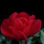 Red Rose