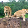 lionesses