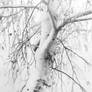 Birch in Snow I