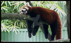 Red Panda