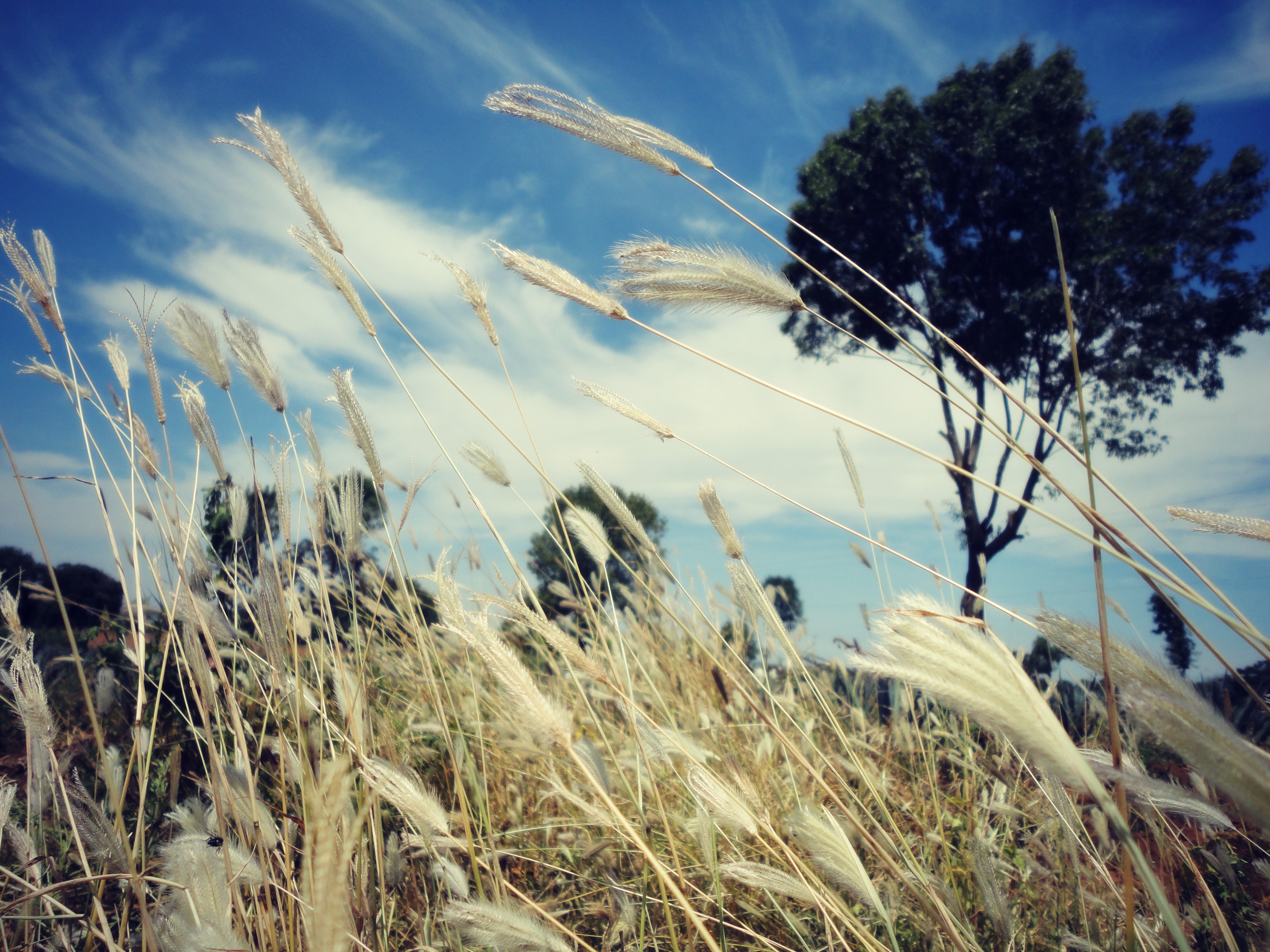 Blowing Field