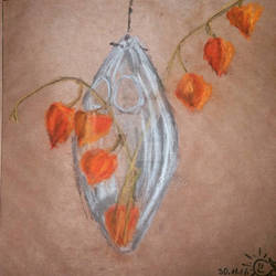 Physalis in vase