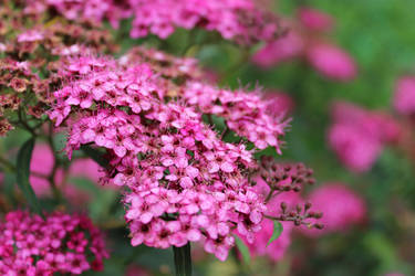 Pink Flowers II