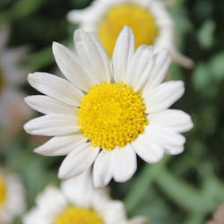 Daisy