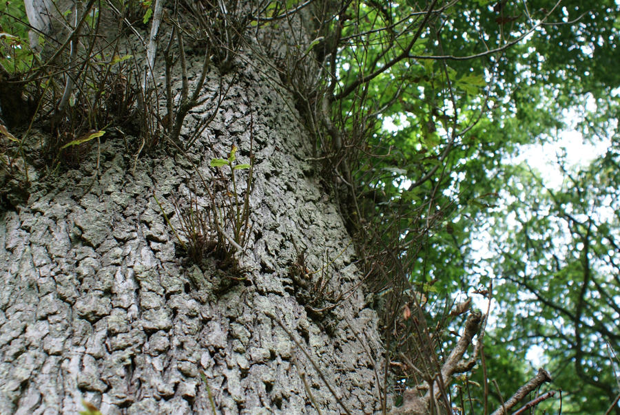 Rrrr Rrrr Rrrrr Tree Treeeeeeeeeeeeeeeeeeeeeeee by Liltigerfly on DeviantArt