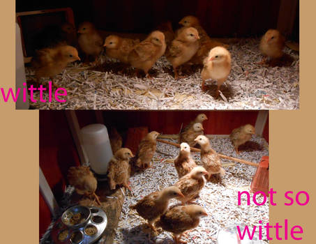 Chickies!