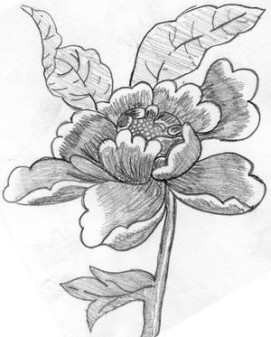 Just a flower by VannahChelle Just a flower by VannahChelle