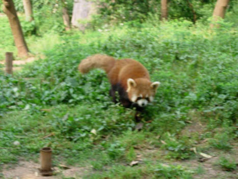 Red Panda