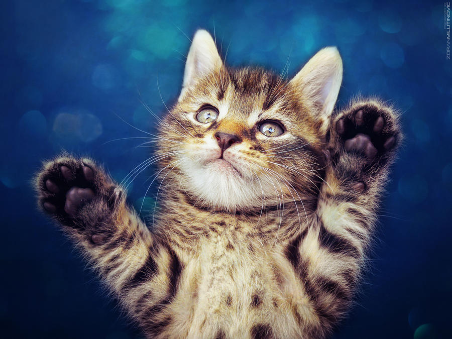 Paws Up by ZoranPhoto