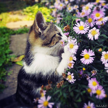 Flowers smells great