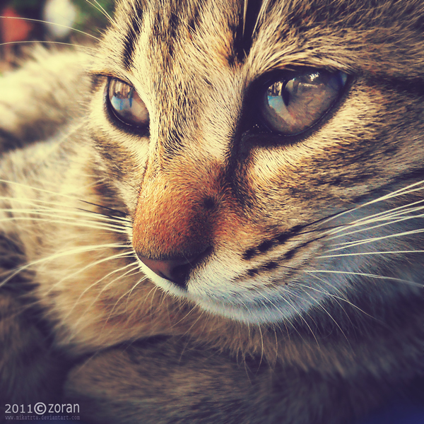 Thoughtful cat