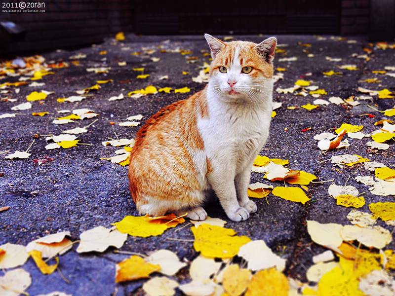 Autumn cat