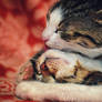 Sweet love