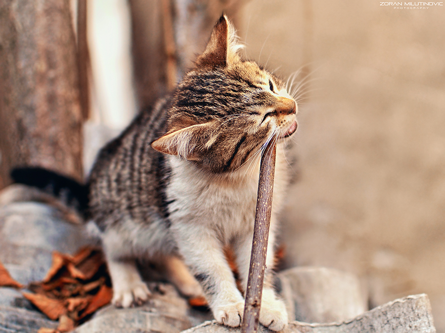 Damn!!! That's some tasty wood :D