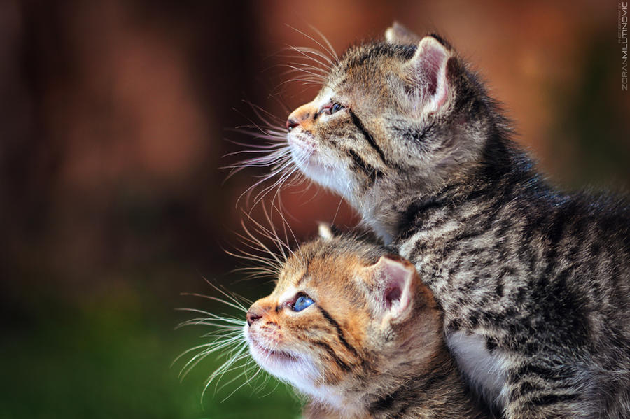 Two For Fun - And now the exciting begins :)