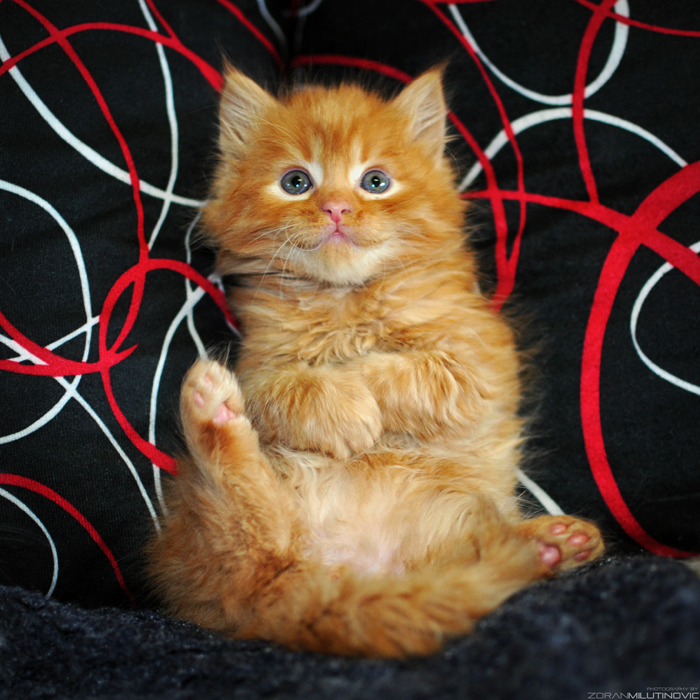 Little orange furry ball