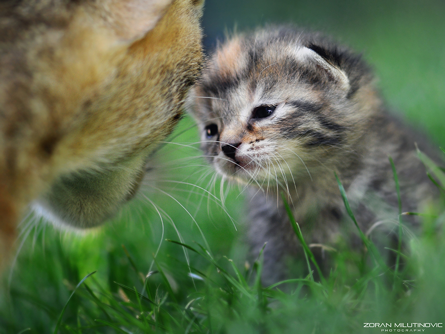 First step by ZoranPhoto First step by ZoranPhoto