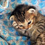 My head, my stomach, I drank too much milk :D