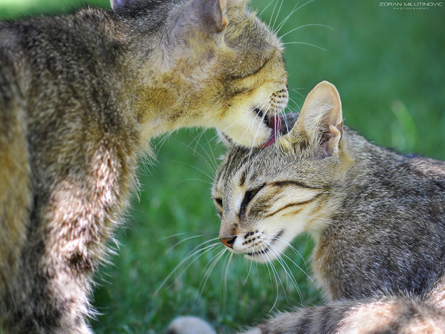 Mother's Love