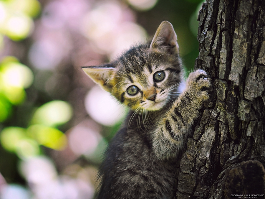 Little climber in the Hood