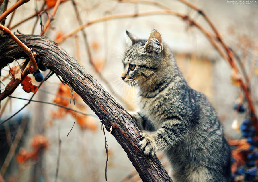 Little Hunter by ZoranPhoto