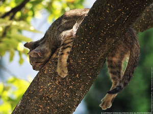 Funny sleeping mode by ZoranPhoto