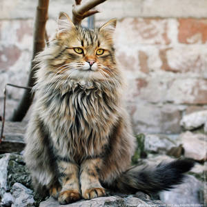 Fluffy The King